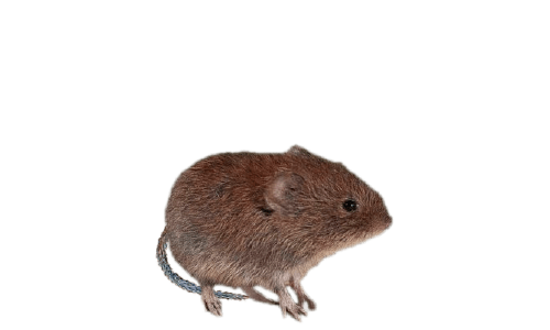 Voles