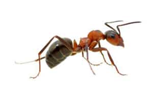 Pavement Ants