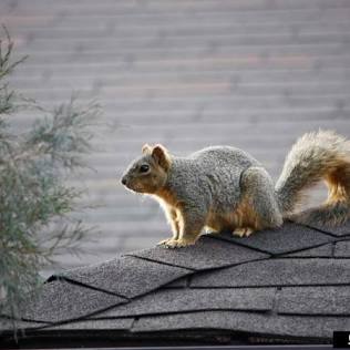 Red Squirrels